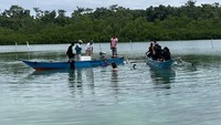 Dalam kurun waktu satu bulan, akan dilakukan aktivitas penebaran untuk minimal 1.000 benih di lokasi-lokasi pengembangan. Usai benih ditanam, teripang membutuhkan waktu 9-14 bulan sebelum akhirnya dipanen. 
