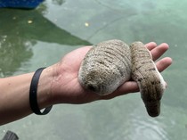 Mengintip Aktivitas Kampung Budi Daya Teripang Satu-satunya di RI