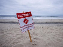 Pantai di California Ditutup Setelah Seorang Perenang Diserang Hiu