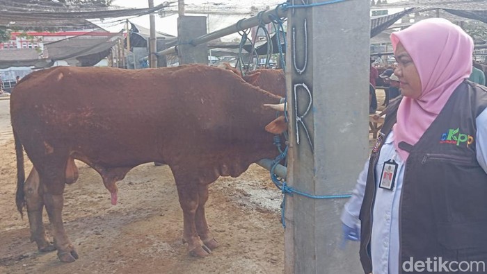 Pemeriksaan hewan ternak di Kota Blitar