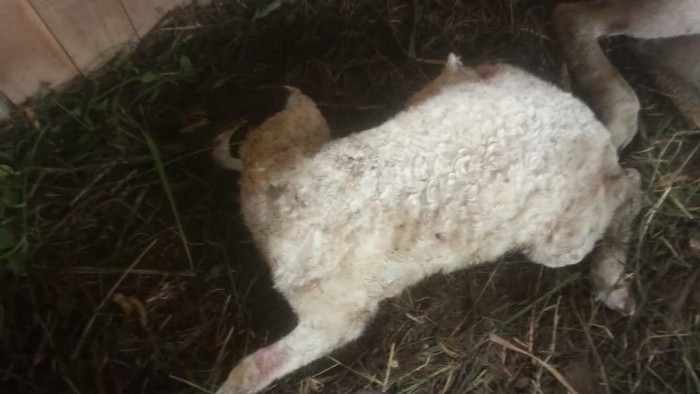 Penampakan domba yang mati diduga diserang anjing liar