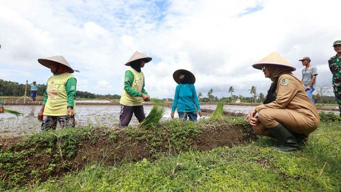 pertanian terintegrasi banyuwangi