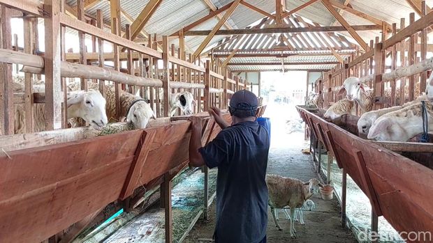 Peternakan domba modern di Pucuk Lamongan