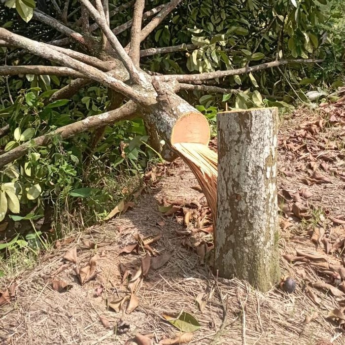 pohon warga Pakel Banyuwangi dipotong orang tak dikenal