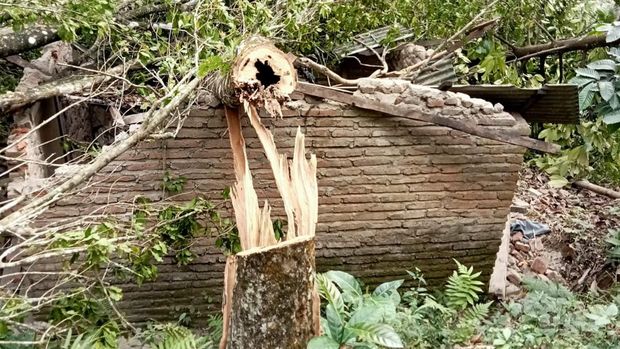 pohon warga Pakel Banyuwangi dipotong orang tak dikenal