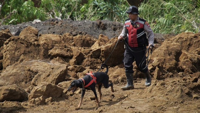 Polisi Kerahkan Anjing Pelacak Cari Korban Tanah Longsor di Lumajang Petugas kepolisian membawa anjing pelacak saat pencarian korban yang tertimbun material longsor di Desa Pronojiwo, Kecamatan Pronojiwo, Lumajang, Jawa Timur, Rabu (5/6/2024). Polres Lumajang menurunkan satu ekor anjing pelacak K9 untuk membantu pencarian tiga korban bencana tanah longsor yang terjadi pada Selasa (4/6). ANTARA FOTO/Irfan Sumanjaya/aww.