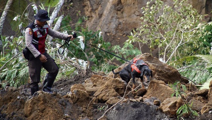 Petugas kepolisian membawa anjing pelacak saat pencarian korban yang tertimbun material longsor di Desa Pronojiwo, Kecamatan Pronojiwo, Lumajang, Jawa Timur, Rabu (5/6/2024). Polres Lumajang menurunkan satu ekor anjing pelacak K9 untuk membantu pencarian tiga korban bencana tanah longsor yang terjadi pada Selasa (4/6). ANTARA FOTO/Irfan Sumanjaya/aww.