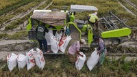 Malaysia disebut membutuhkan pasokan beras dari Indonesia sebanyak 2.000 ton per bulan. Namun, Sudaryono menambahkan bahwa keputusan final masih menunggu tindak lanjut dari pihak Malaysia. (ANTARA FOTO/Andry Denisah)  