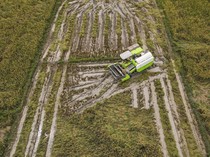 Produksi Padi di Sulawesi Tenggara Meningkat