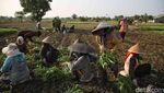 Semringah Petani Babelan Panen Kangkung dan Bayam