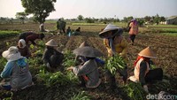 Kangkung yang sudah dipetik kemudian diikat.