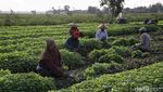 Semringah Petani Babelan Panen Kangkung dan Bayam