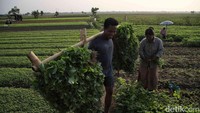 Wajah-wajah semringah  terpancar dari para petani usai panen.