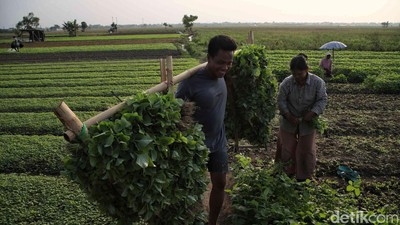 Semringah Petani Babelan Panen Kangkung dan Bayam