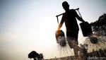 Semringah Petani Babelan Panen Kangkung dan Bayam