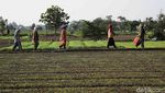 Semringah Petani Babelan Panen Kangkung dan Bayam