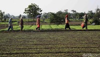 Nilai harga jual sayur kangkung dan bayam itu berkisar Rp 5.000-Rp10.000 untuk per 20 ikat.