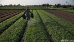 Semringah Petani Babelan Panen Kangkung dan Bayam