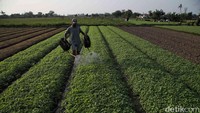 Nantinya sayuran tersebut akan dijual di Pasar Babelan.