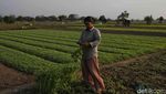 Semringah Petani Babelan Panen Kangkung dan Bayam