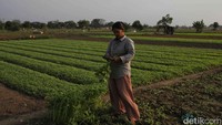 Meski begitu, para petani masih mengeluhkan harga jual yang tidak sebanding dengan biaya produksi. Mereka berharap pemerintah bisa selalu mensejahterakan petani.
