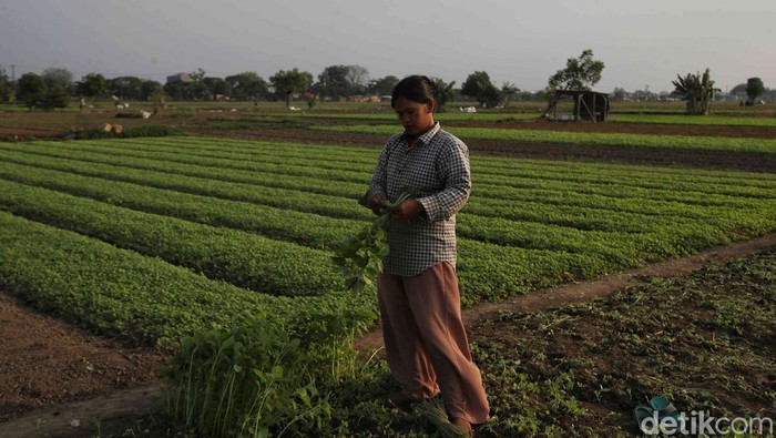Semringah Petani Babelan Panen Kangkung dan Bayam Semringah Petani Babelan Panen Kangkung dan Bayam