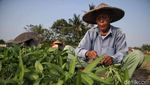 Semringah Petani Babelan Panen Kangkung dan Bayam