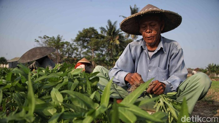 Semringah Petani Babelan Panen Kangkung dan Bayam Semringah Petani Babelan Panen Kangkung dan Bayam
