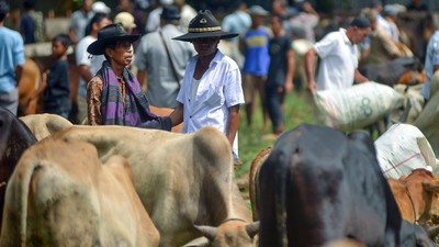 Tradisi Marosok, Negosiasi Warga Minang untuk Jual-Beli Ternak