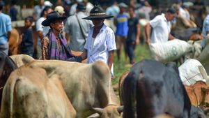 Tradisi Marosok, Negosiasi Warga Minang untuk Jual-Beli Ternak
