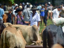 Tradisi Marosok, Negosiasi Warga Minang untuk Jual-Beli Ternak