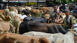 Tradisi Marosok, Negosiasi Warga Minang untuk Jual-Beli Ternak