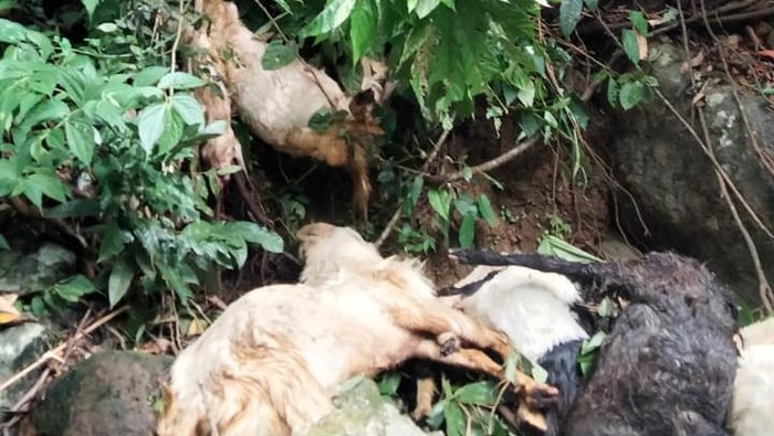 Bangkai kambing yang dibuang di kawasan Gumitir Jember