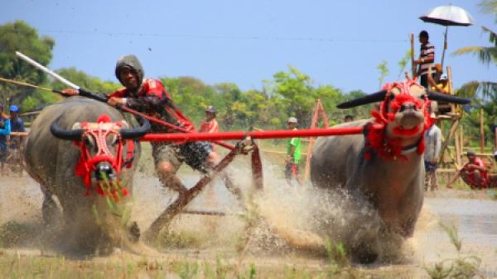 Barapan Kebo di Sumbawa, NTB. (Dok. sumbawakab.go.id)