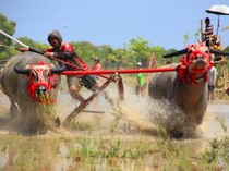 Melihat Barapan Kebo, Tradisi Adu Kecepatan Kerbau ala Sumbawa