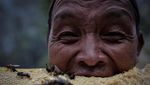 Berburu Madu Lebah Himalaya di Tebing Jurang