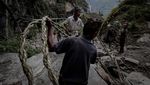 Berburu Madu Lebah Himalaya di Tebing Jurang