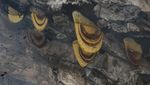 Berburu Madu Lebah Himalaya di Tebing Jurang
