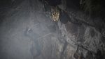 Berburu Madu Lebah Himalaya di Tebing Jurang