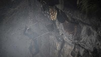 Warga yang lebih berani bergelantungnya dengan tali di dekat sarang lebah.