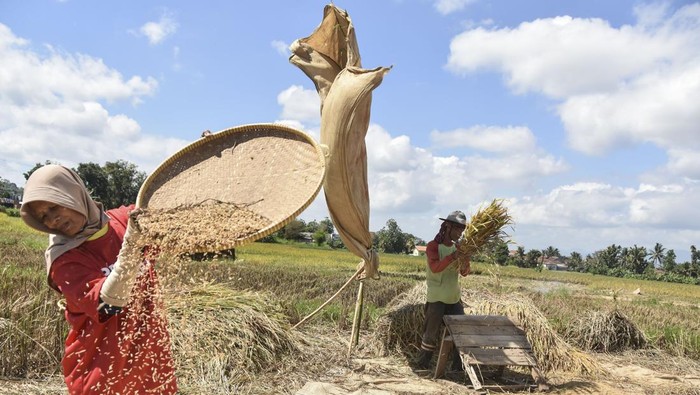 Petani membersihkan butiran gabah hasil panen di Sindangkasih, Kabupaten Ciamis, Jawa Barat, Kamis (6/5/2024). Berdasarkan data panel Harga Badan Pangan Nasional, harga gabah mengalami kenaikan pada Senin (3/6/2024) dimana harga gabah kering panen (GKP) di tingkat petani sebesar Rp5.980 dari Rp5.900 per kilogram, sedangkan harga gabah kering giling (GKG) di tingkat penggilingan dari Rp6.380 menjadi Rp6.990 per kilogram. ANTARA FOTO/Adeng Bustomi/wpa.