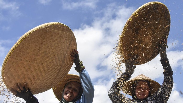 Petani membersihkan butiran gabah hasil panen di Sindangkasih, Kabupaten Ciamis, Jawa Barat, Kamis (6/5/2024). Berdasarkan data panel Harga Badan Pangan Nasional, harga gabah mengalami kenaikan pada Senin (3/6/2024) dimana harga gabah kering panen (GKP) di tingkat petani sebesar Rp5.980 dari Rp5.900 per kilogram, sedangkan harga gabah kering giling (GKG) di tingkat penggilingan dari Rp6.380 menjadi Rp6.990 per kilogram. ANTARA FOTO/Adeng Bustomi/wpa.