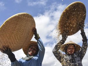 Bulog Jateng Mulai Beli Gabah dan Beras dari Petani dengan Harga Baru