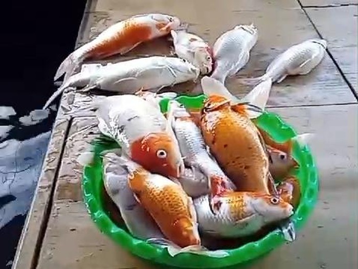 Banyak ikan koi milik Solahudin Djakfar pada mati. Matinya ikan hias tersebut terdampak pemadaman listrik seharian.