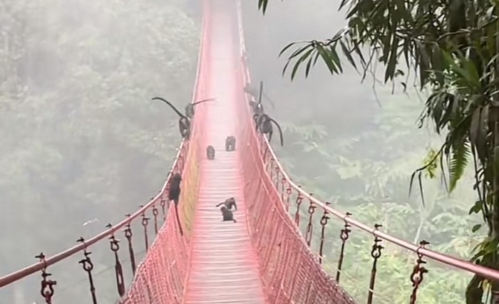 Kawanan lutung di jembatan Situ Gunung