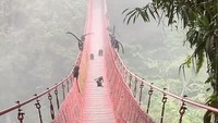 Viral Lutung Jawa Pesta Buah di Jembatan Situ Gunung
