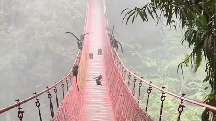 Kawanan lutung di jembatan Situ Gunung