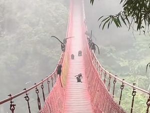 Viral Lutung Jawa Pesta Buah di Jembatan Situ Gunung