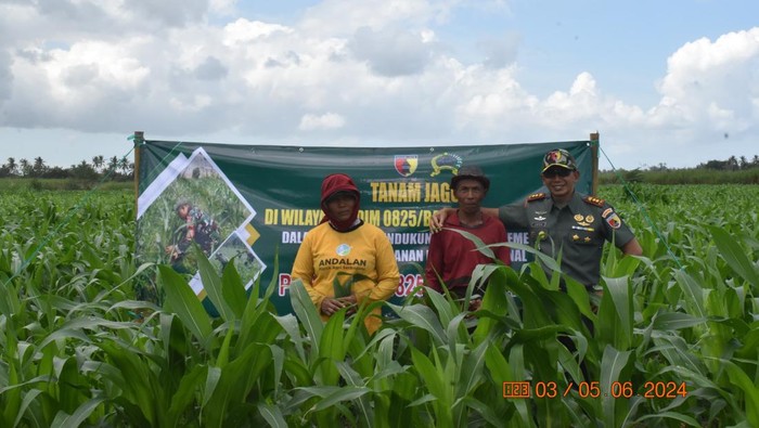 Kodim Banyuwangi menanam jagung