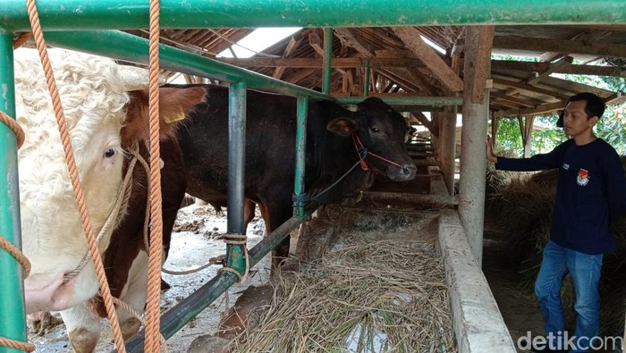 Kondisi sapi di KTTS Padusan Cirebon
